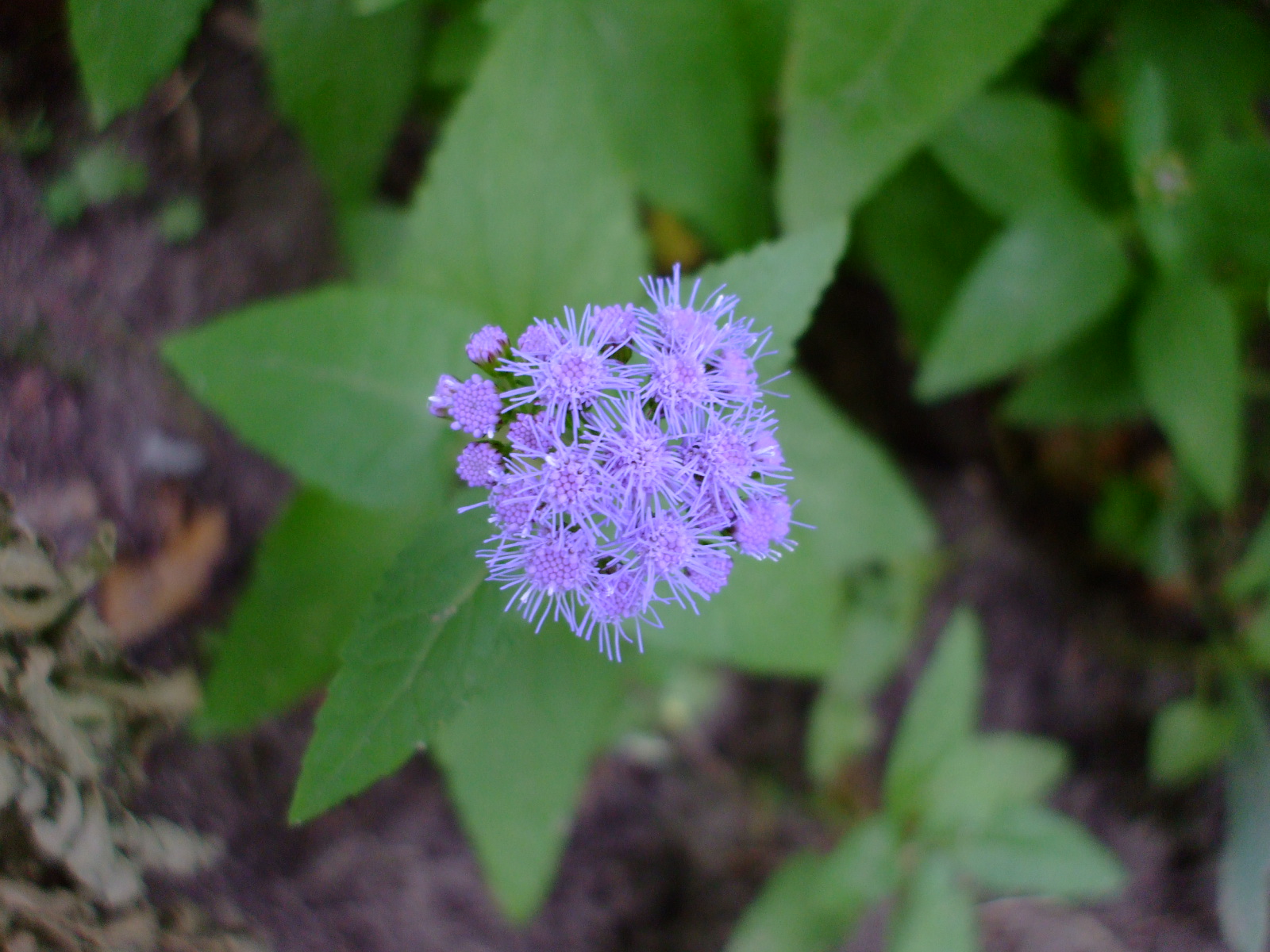 Eupatorium coelestinum